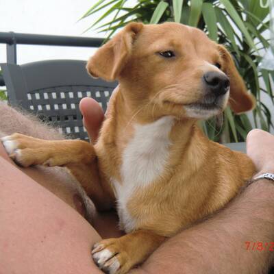 Hundewahl - Lennox, 14 Moante