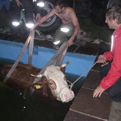 Kühe beinahe im Schwimmbad ertrunken