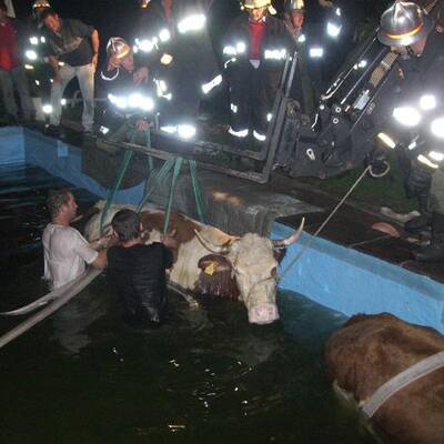 Kühe beinahe im Schwimmbad ertrunken
