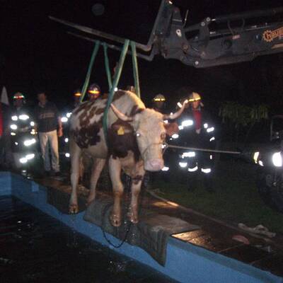 Kühe beinahe im Schwimmbad ertrunken