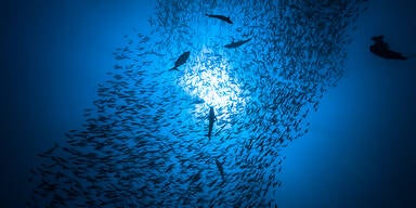 DIESES Land filtert jetzt CO2 aus dem Ozean