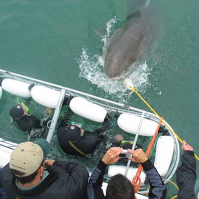 Fliegen wie ein Vogel mit dem höchsten SkyCoaster der Welt in Kissimmee 