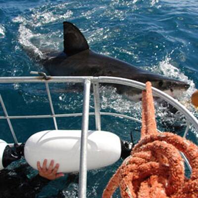 Fliegen wie ein Vogel mit dem höchsten SkyCoaster der Welt in Kissimmee 
