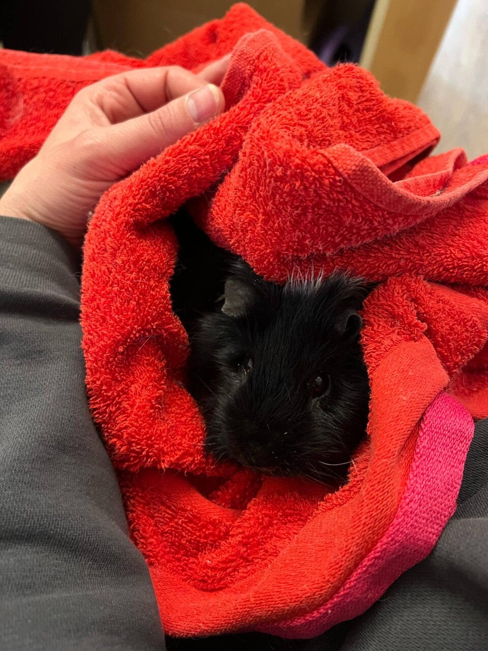 8 Mädchen entpuppten sich als wahre Tierschützer