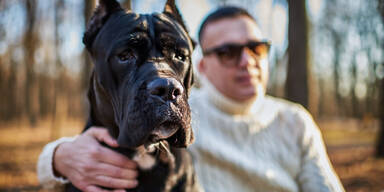 Symbolbild: Cane Corso