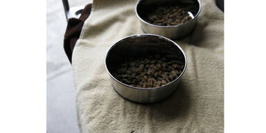 Luxushotel für Hunde eröffnet