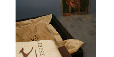 Luxushotel für Hunde eröffnet