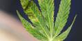 Cannabis-Plantage sichergestellt