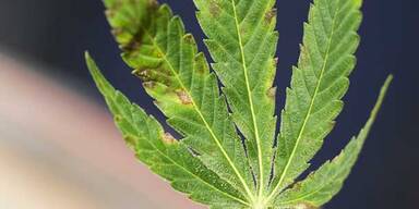 Cannabis-Plantage sichergestellt