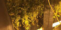 Cannabis-Plantagen Festnahme