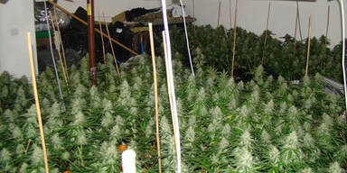 Wiener hatte ganze Hanfplantage bei sich zuhause