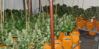 Wiener hatte ganze Hanfplantage bei sich zuhause