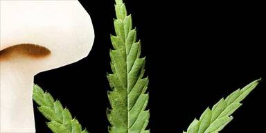 Polizist "erschn&uuml;ffelt" Cannabis-Plantage