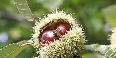 Kilb als Maroni-Paradies Nieder&ouml;sterreichs