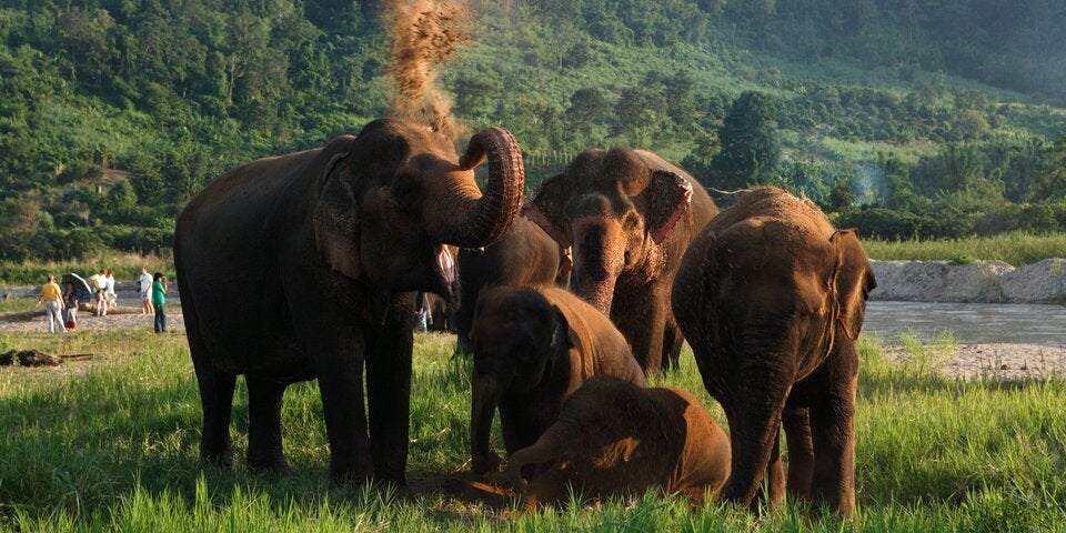 Beliebte Dickhäuter in Thailands Nationalparks