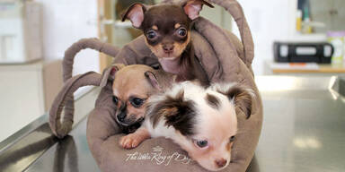 Tier-Mafia setzte süße Welpen aus