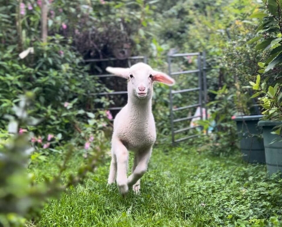 Lammbhorgini Lamm Chili
