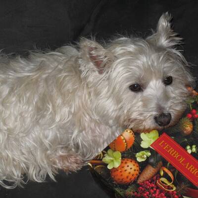 Hundewahl - Lennox, 14 Moante