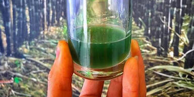 Chlorophyll Wunderdrink