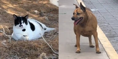 "Chonkus Maximus" - DIESE Vierbeiner sind der absolute Touristen-Magnet