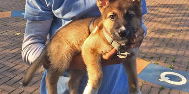 Hunde-Drama: Von Nachbarn geklaut?