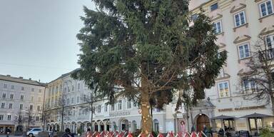 Christbaum aus dem M&uuml;hlviertel angeliefert