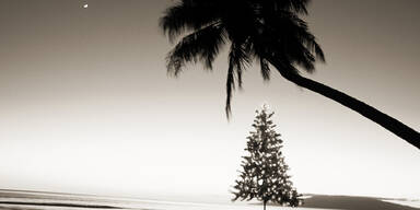 Christbaum Hawaii