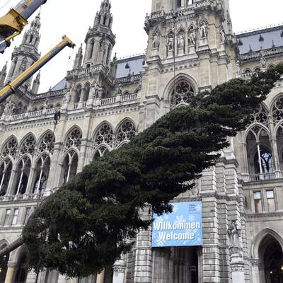 Christbaum am Rathausplatz aufgestellt