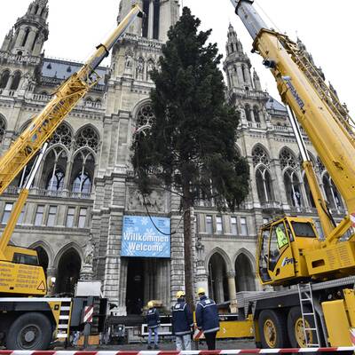 Christbaum am Rathausplatz aufgestellt