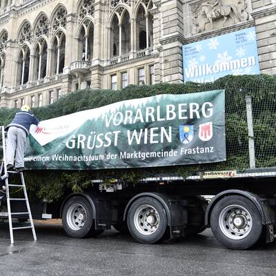 Christbaum am Rathausplatz aufgestellt