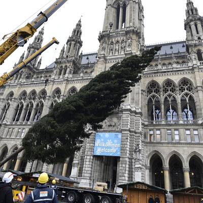 Christbaum am Rathausplatz aufgestellt