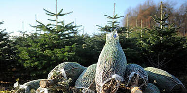 N&Ouml;: Christb&auml;ume wachsen k&uuml;nftig umweltfreundlicher