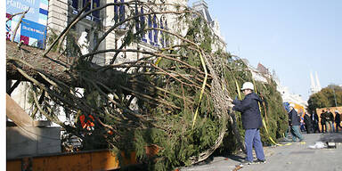 Letzter Christbaum aus Österreich