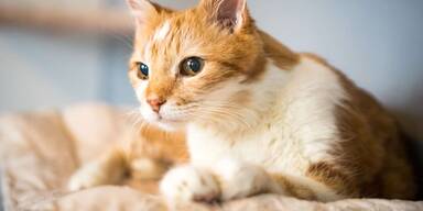 Schicksal im Tierquartier: Fast 2.400 Neuzug&auml;nge innerhalb eines Jahres