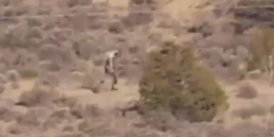 VIDEO "Chupacabra" jetzt auch bei uns?