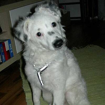 Hundewahl - Lennox, 14 Moante