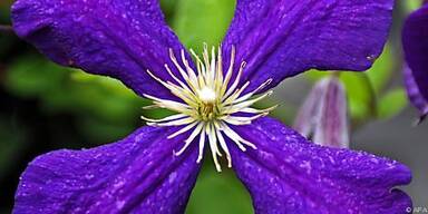 Clematis im November oder Dezember zur&uuml;ckschneiden