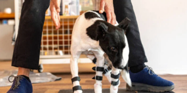 Hund mit schweren Verst&uuml;mmelungen aus einem Kriegsgebiet gerettet!