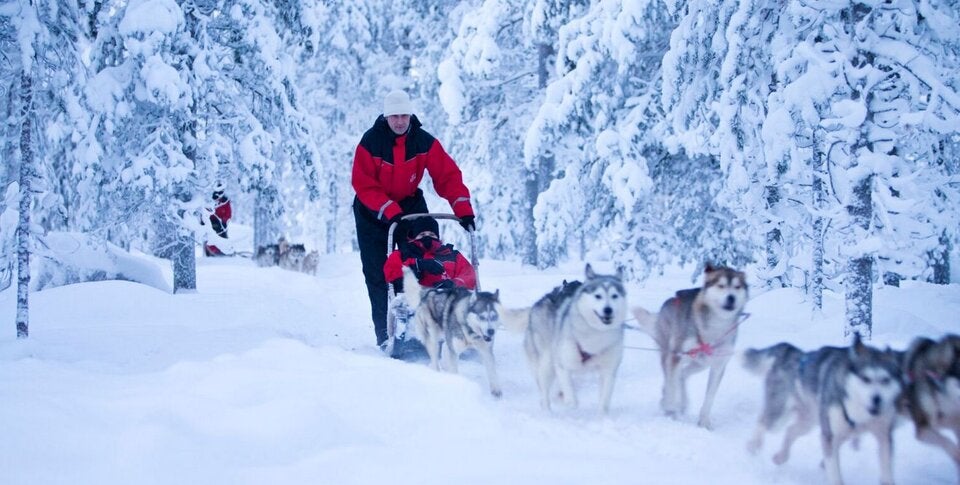 Rasant. Auf dem Husky-Schlitten gleiten Sie durch die stille Winterlandschaft.