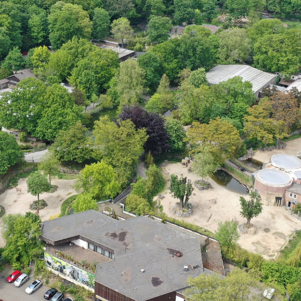 Elefanten Zoo Duisburg