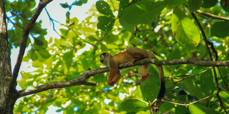 Los Patos Sirena Trail, Puntarenas
