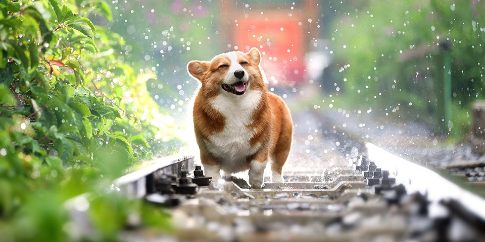 Corgi schüttelt sich Wasser aus dem Fell