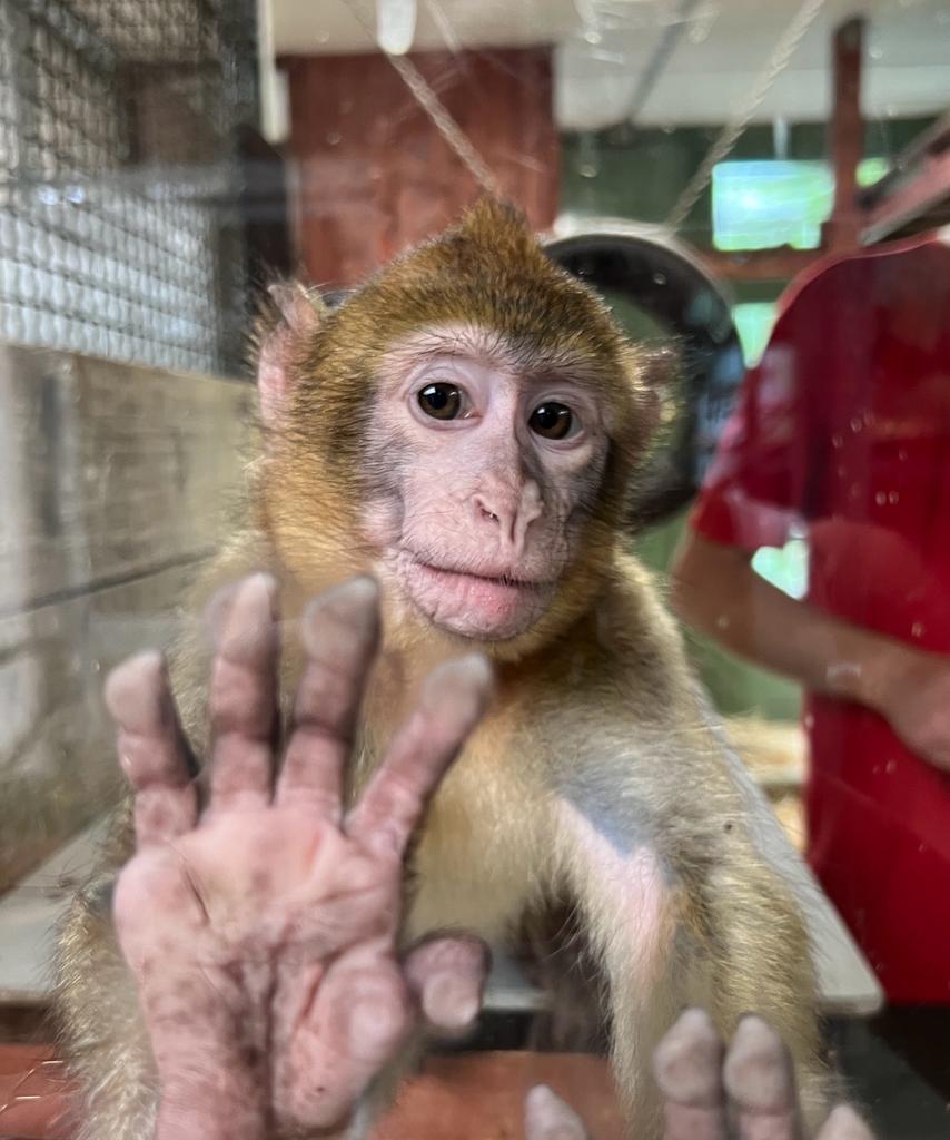 Der Berberaffe Cornelius hat bei AAP, einer niederländischen Affenauffangstation, eine neue Familie gefunden. 