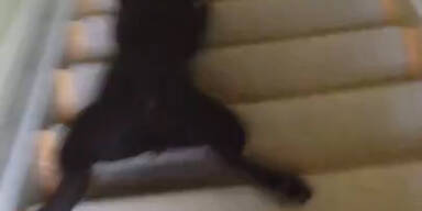 Hund rutscht Treppen hinunter