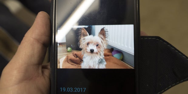 Gizmo Hund im Wäschetrockner Gratkorn