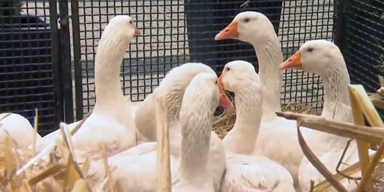 DE Tierhaltungskzg 2.PNG