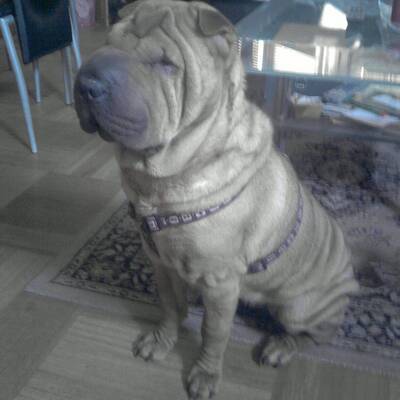 Hundewahl - Lennox, 14 Moante