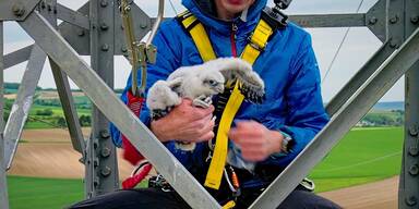 Sakerfalken dank Netz N&Ouml; und Vetmeduni im H&ouml;henflug