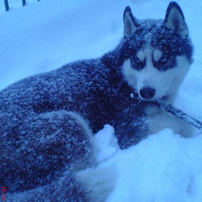 Hundewahl - Lennox, 14 Moante