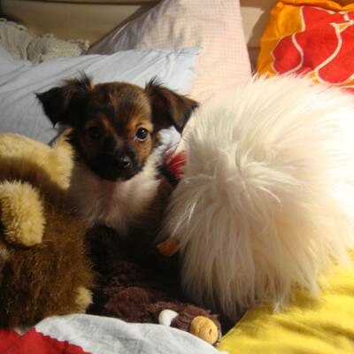 Hundewahl - Lennox, 14 Moante